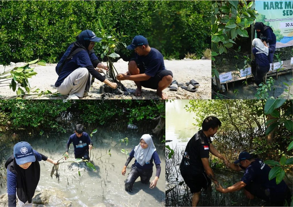 Proses penanaman bibit mangrove bersama dengan mitra-mitra eksternal dan didokumentasikan oleh Tim KKN-PPM UGM Wedung Adiluhung di hari mangrove sedunia 2026