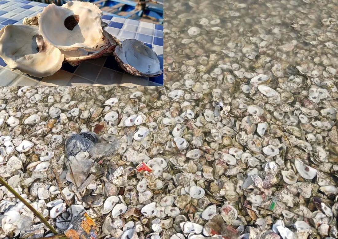 Tumpukan Cangkang Oyster (Dok KKN-PPM UGM 2026)
